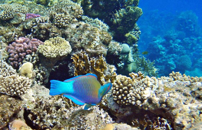 Tour di un giorno con snorkeling in crociera sul Mar Rosso - Foto 2